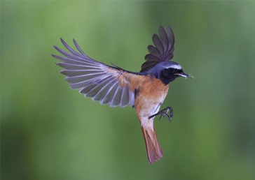 鳥情探測系統(tǒng)
